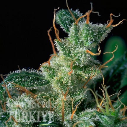 Auto Kali Mist feminised Ganja Seeds