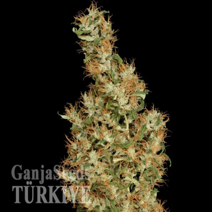 Auto Kali Mist feminised Ganja Seeds