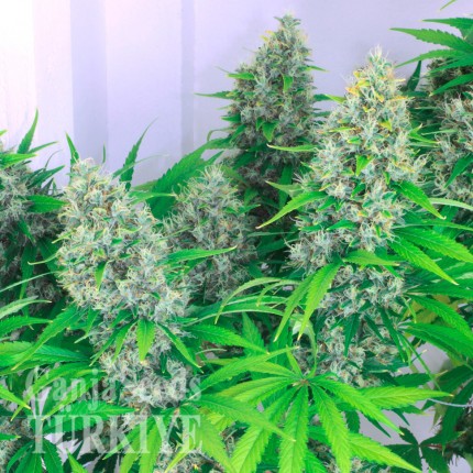 Auto Kali Mist feminised Ganja Seeds