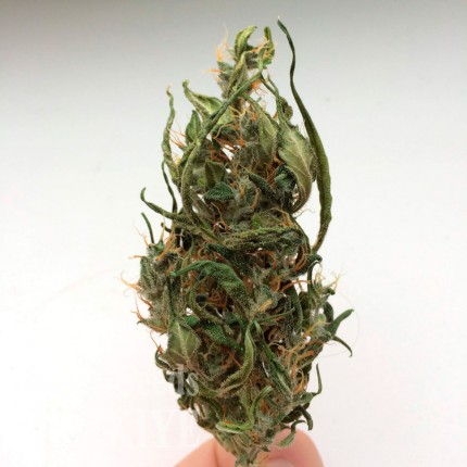 Auto Kali Mist feminised Ganja Seeds