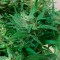 Mardin’de  Auto Kali Mist feminised Ganja Seeds kenevir tohumu