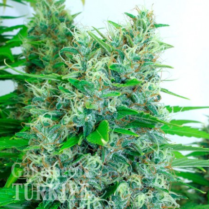 Auto Kali Mist feminised Ganja Seeds