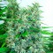 Rize’de  Auto Kali Mist feminised Ganja Seeds kenevir tohumu