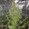 Yalova’da  Auto New York Diesel feminised Ganja Seeds kenevir tohumu