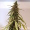 Auto New York Diesel feminised Ganja Seeds Otomatik çiçeklenen kenevir tohumları