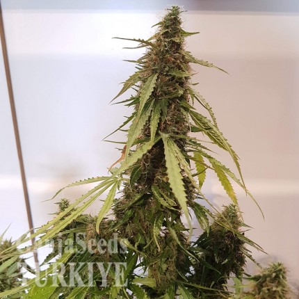 Auto New York Diesel feminised Ganja Seeds