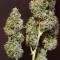 Türkiye'de kenevir tohumu Auto New York Diesel feminised Ganja Seeds