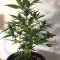 Türkiye'de online kenevir tohumu Auto New York Diesel feminised Ganja Seeds