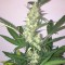 Türkiye'de eve teslim kenevir tohumu Auto New York Diesel feminised Ganja Seeds