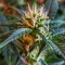 Auto New York Diesel feminised Ganja Seeds GanjaSeeds internet mağazsında otomatik çiçeklenen dişileştirilmiş kenevir tohumlarını satın al