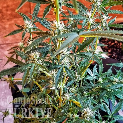 Auto New York Diesel feminised Ganja Seeds
