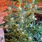 GanjaSeeds internet mağazasından kargo ile Auto New York Diesel feminised Ganja Seeds