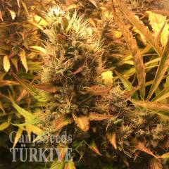 Auto Brooklyn Sunrise feminised Ganja Seeds