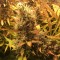 Auto Brooklyn Sunrise feminised Ganja Seeds