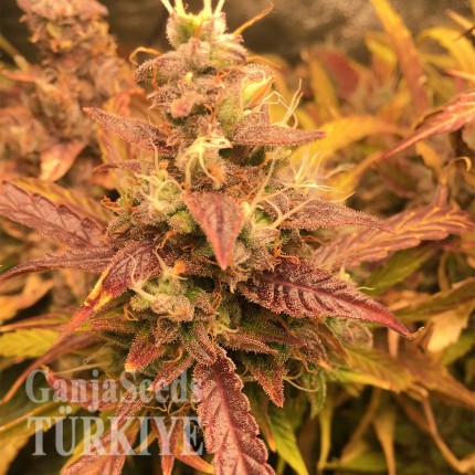 Auto Brooklyn Sunrise feminised Ganja Seeds