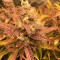 Auto Brooklyn Sunrise feminised Ganja Seeds