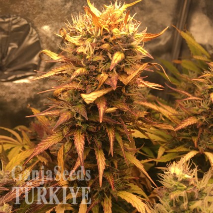 Auto Brooklyn Sunrise feminised Ganja Seeds