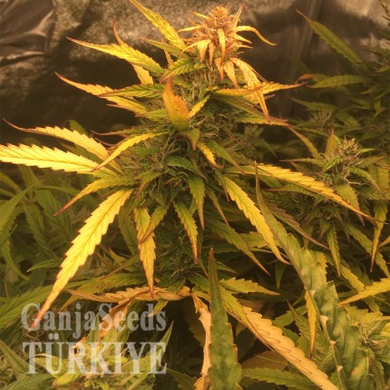 Auto Brooklyn Sunrise feminised Ganja Seeds