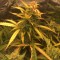 Auto Brooklyn Sunrise feminised Ganja Seeds