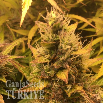 Auto Brooklyn Sunrise feminised Ganja Seeds