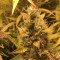 Auto Brooklyn Sunrise feminised Ganja Seeds