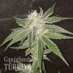 Auto Fruit feminised Ganja Seeds