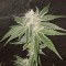 Auto Fruit feminised Ganja Seeds Yüksek verimli kenevir tohumları