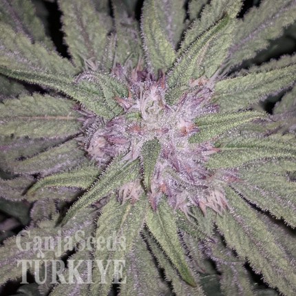 Auto Fruit feminised Ganja Seeds