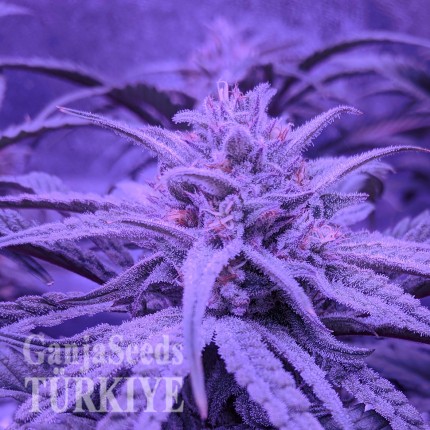 Auto Fruit feminised Ganja Seeds