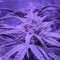 Auto Fruit feminised Ganja Seeds Orijinal ambalajda kenevir tohumları