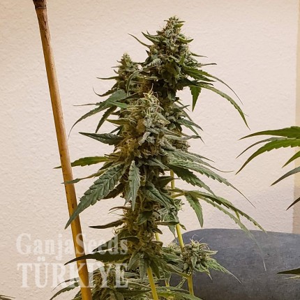 Auto Fruit feminised Ganja Seeds