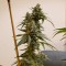 Auto Fruit feminised Ganja Seeds Güçlü kenevir tohumları