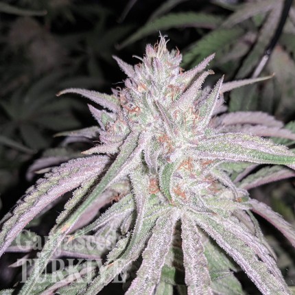 Auto Fruit feminised Ganja Seeds