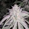 Auto Fruit feminised Ganja Seeds Acemiler için kenevir tohumları