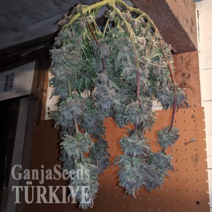 Auto Fruit feminised Ganja Seeds