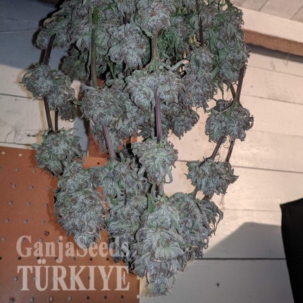 Auto Fruit feminised Ganja Seeds