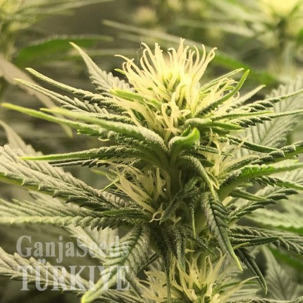 Auto Fruit feminised Ganja Seeds