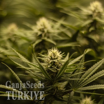 Auto Fruit feminised Ganja Seeds