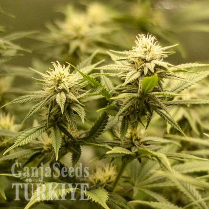 Auto Fruit feminised Ganja Seeds