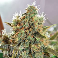 CBD Critical Mass feminised Ganja Seeds