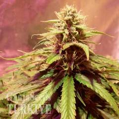 Auto Power Plant feminised Ganja Seeds