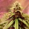 Auto Power Plant feminised Ganja Seeds Kenevir tohumları internet mağazası