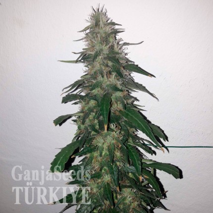 Auto Power Plant feminised Ganja Seeds