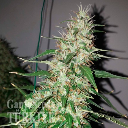 Auto Power Plant feminised Ganja Seeds