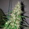 İstanbul’da  Auto Power Plant feminised Ganja Seeds kenevir tohumu