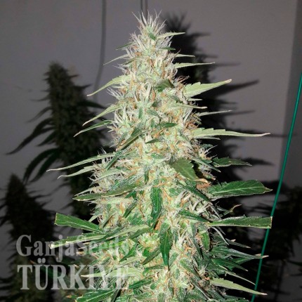 Auto Power Plant feminised Ganja Seeds