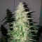 Ankara’da  Auto Power Plant feminised Ganja Seeds kenevir tohumu