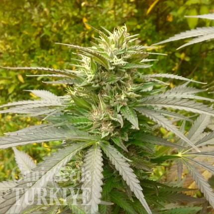 Auto Power Plant feminised Ganja Seeds