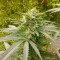 İzmir’de  Auto Power Plant feminised Ganja Seeds kenevir tohumu