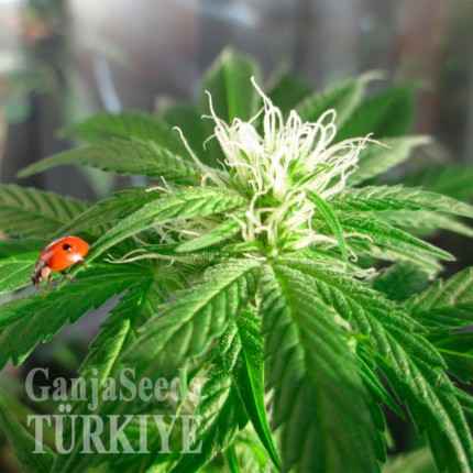 Auto Power Plant feminised Ganja Seeds